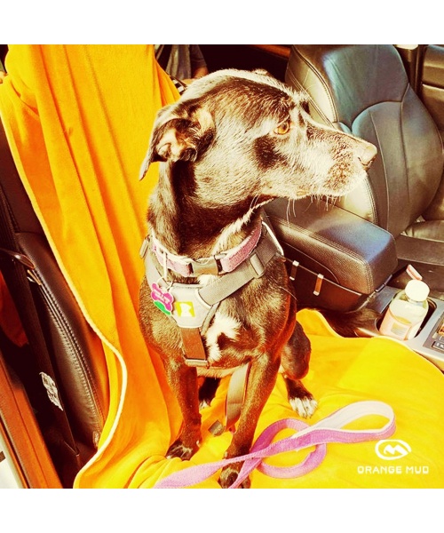 orange_mud_perfect_voor_je_hond